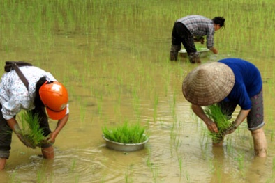 Giống lúa Bao thai Chợ Đồn được phục tráng thành công